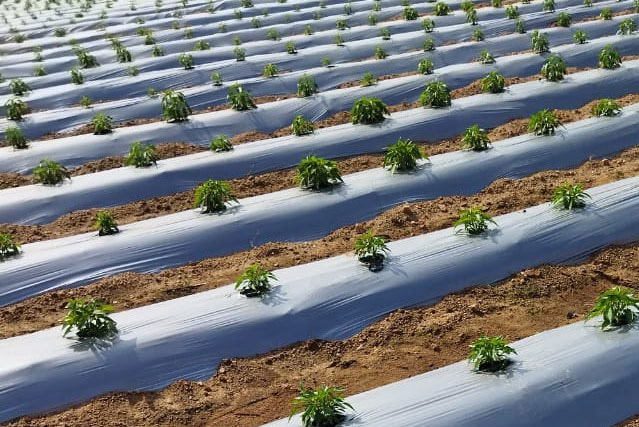 Retains Soil Moisture