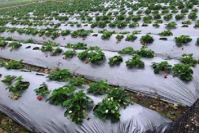 Regulates Soil Temperature