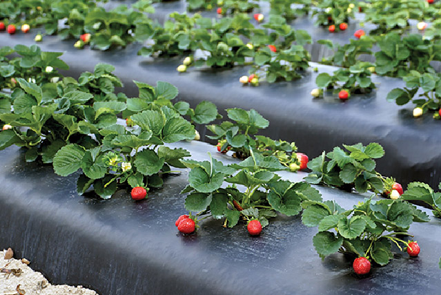 Prevents Weed Growth